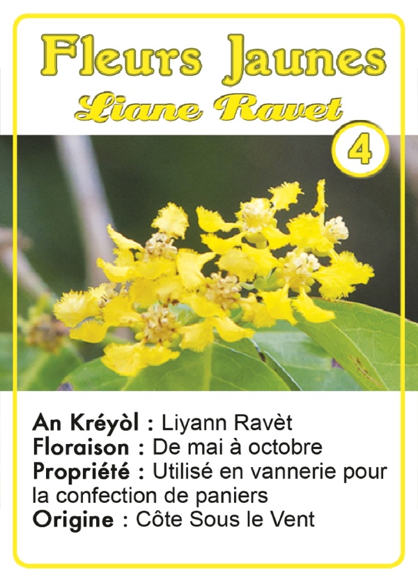 ravet-fleur-jon